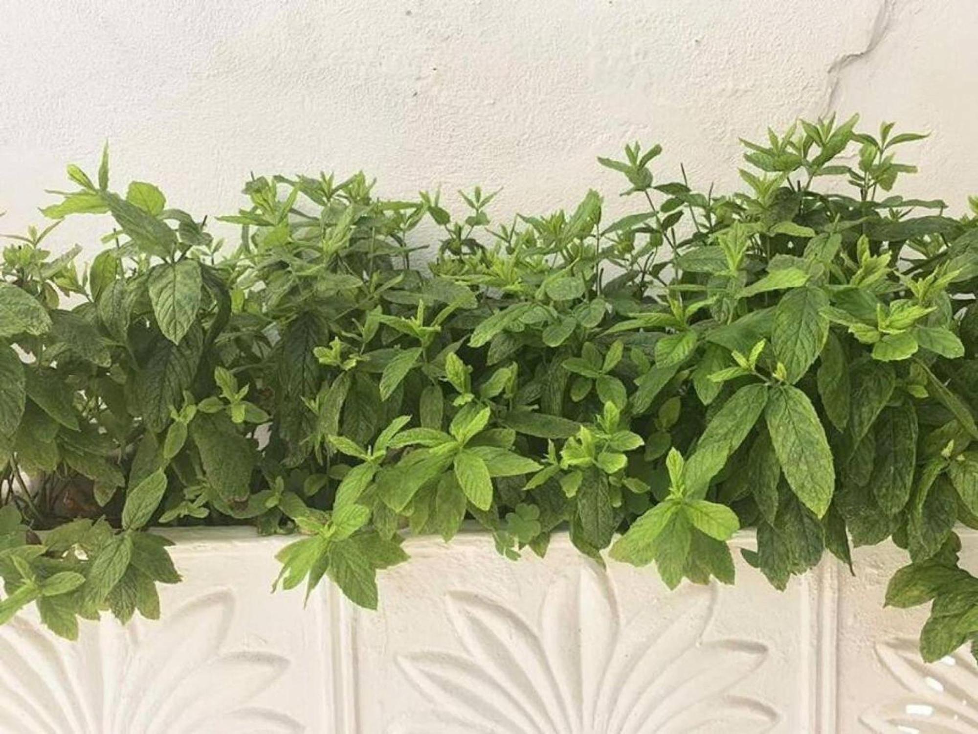 Dolce Vita - In The Heart Of Lefkada - Lefkada Bnb المظهر الخارجي الصورة